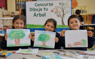 Concurso “Dibuja tu árbol” termina en tala programada por la municipalidad